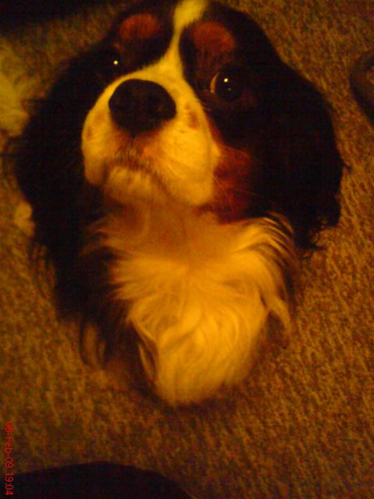 Cavalier king charles spaniel Zico *hos min far* billede 6