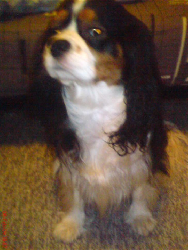Cavalier king charles spaniel Zico *hos min far* billede 7