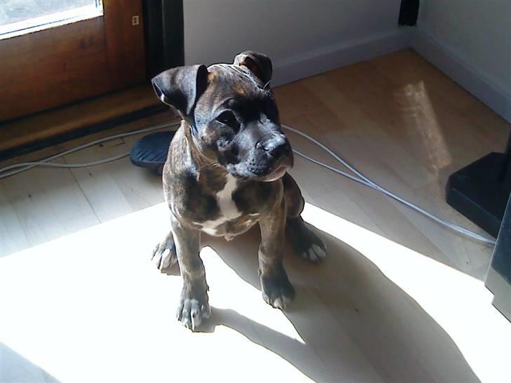 Amerikansk staffordshire terrier coco - coco 14 uger billede 7