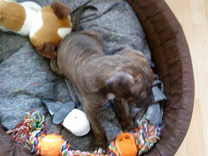 Amerikansk staffordshire terrier coco - coco i sin nye kurv... billede 8