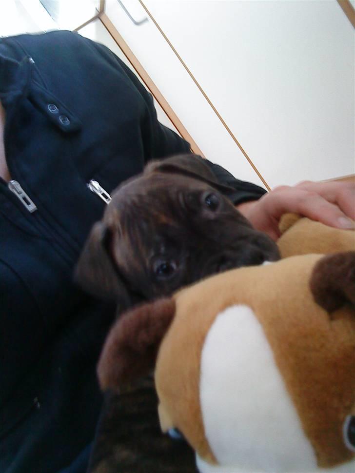 Amerikansk staffordshire terrier coco - coco 8 uger.. slapper af hos far... billede 9