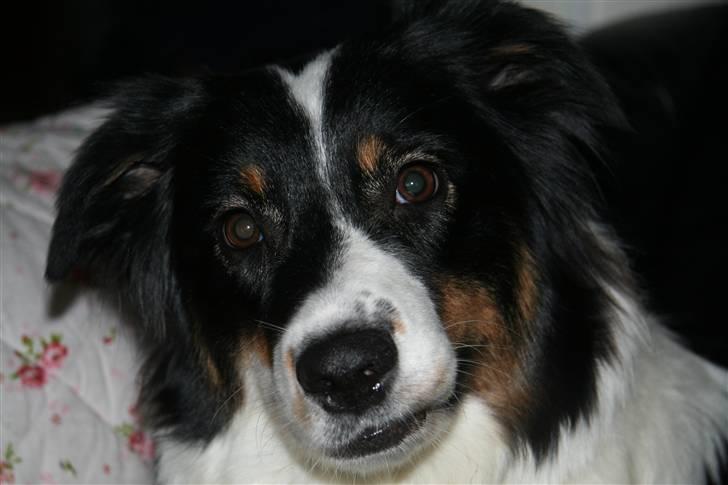 Australian shepherd Undomiel - Undomiel smiler billede 1