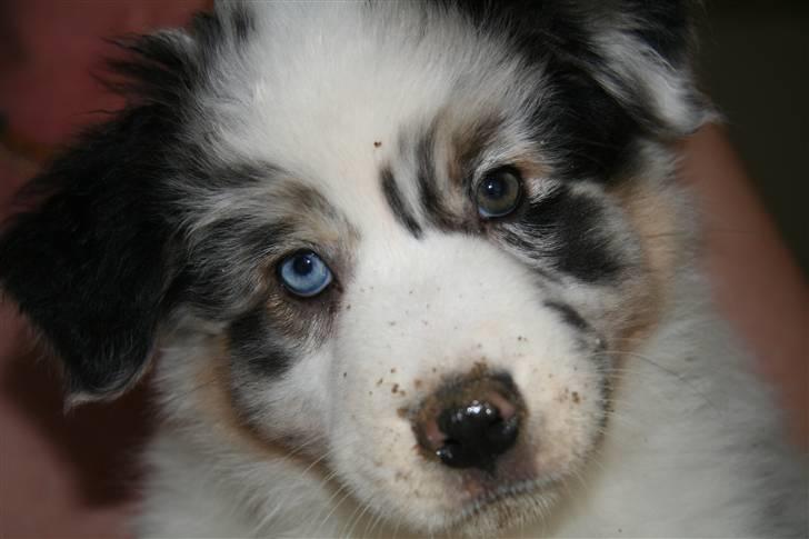 Australian shepherd Kelly billede 1