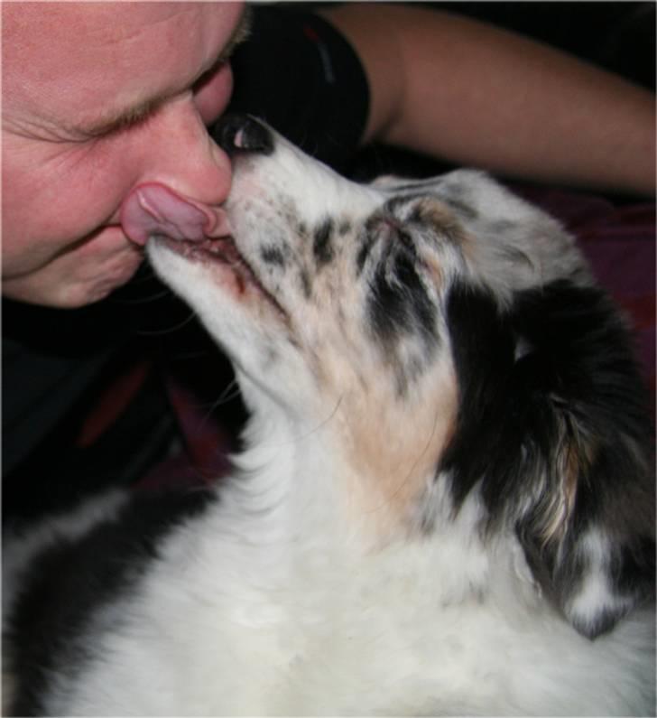 Australian shepherd Kelly billede 4