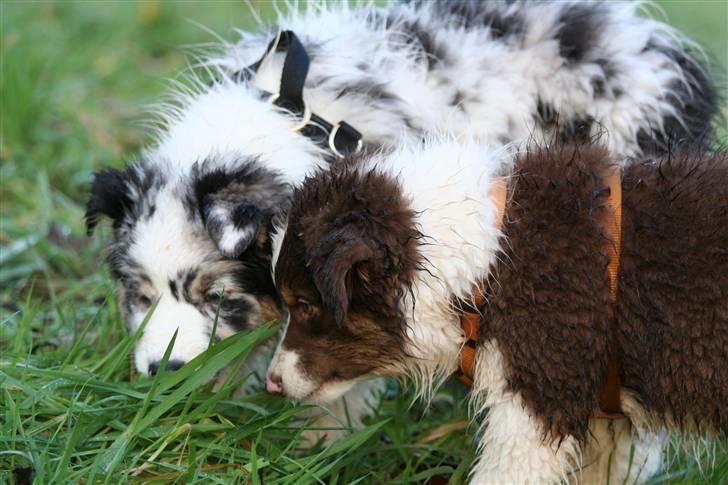 Australian shepherd Kelly billede 5