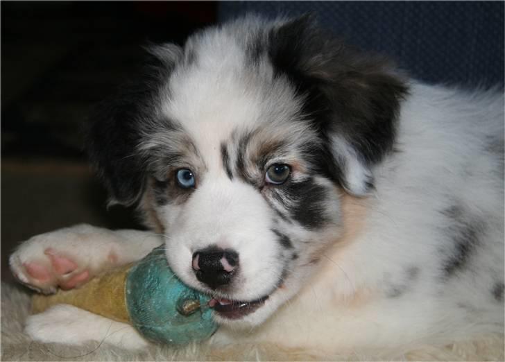 Australian shepherd Kelly billede 6