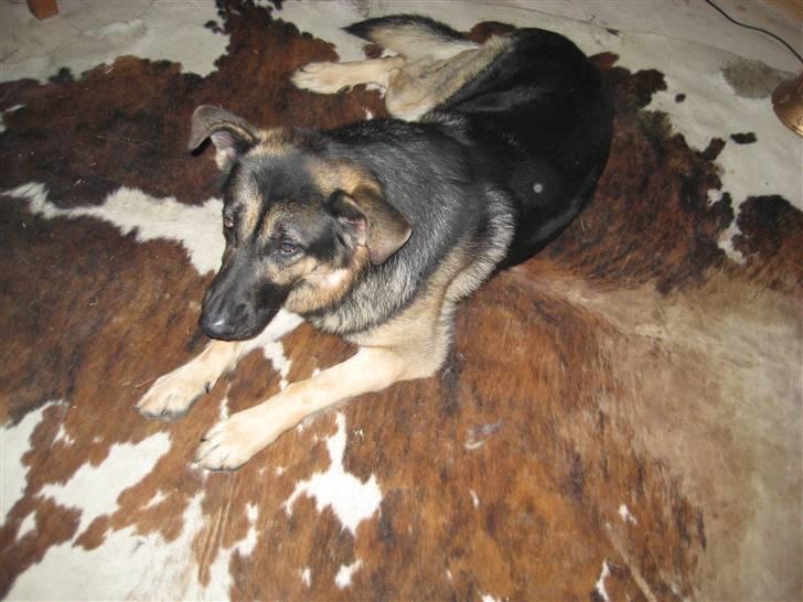 Schæferhund Charlie billede 4