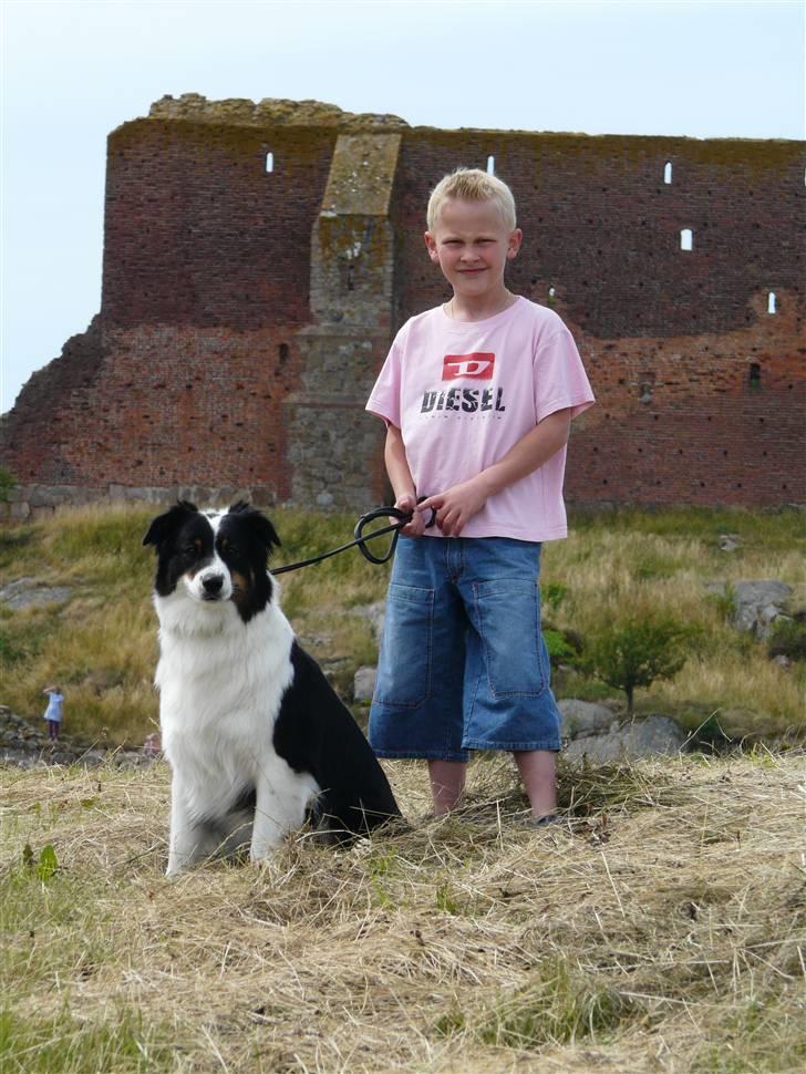 Australian shepherd Undomiel - Undo & Patrick på Bornholm 08 billede 2
