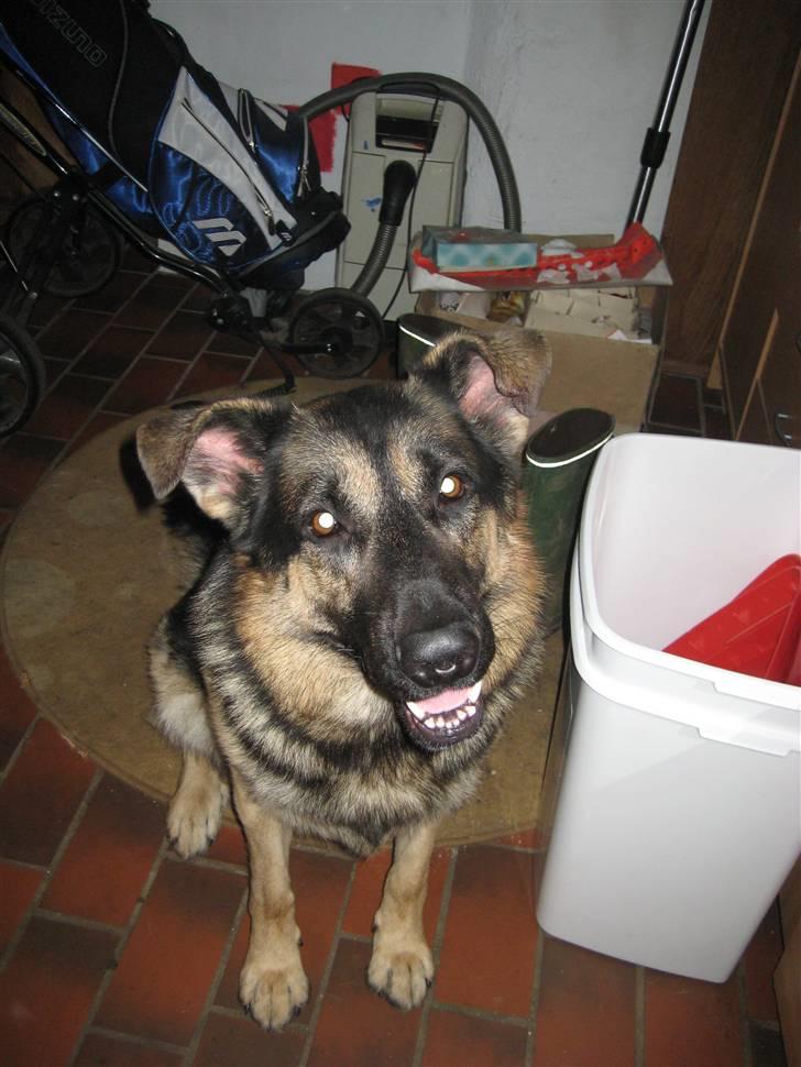 Schæferhund Charlie - hvad??? billede 5