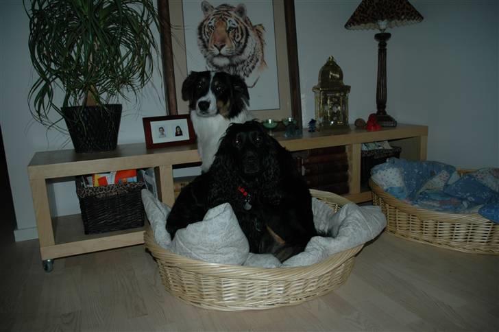 Australian shepherd Undomiel - Altid plads til een til... billede 3