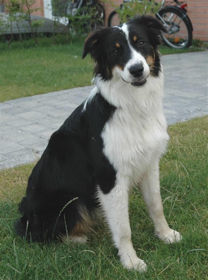 Australian shepherd Undomiel billede 4