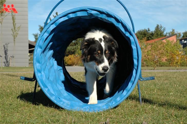 Australian shepherd Undomiel - Træning billede 5