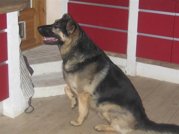 Schæferhund Charlie - må jeg få noget? billede 6