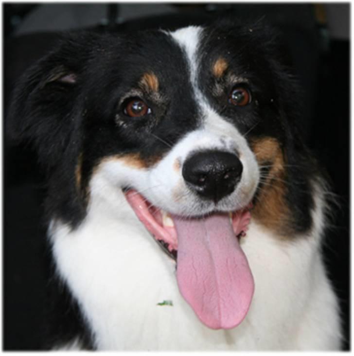 Australian shepherd Undomiel - Glad og tilfreds billede 6