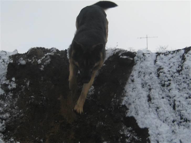 Schæferhund Charlie - ned... billede 7