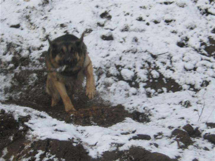 Schæferhund Charlie - og op igen! billede 8