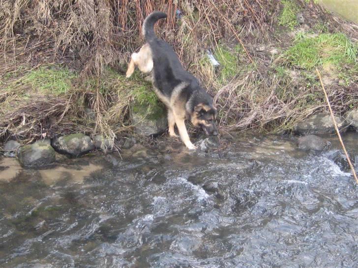 Schæferhund Charlie - nej hvor er det degligt! billede 9