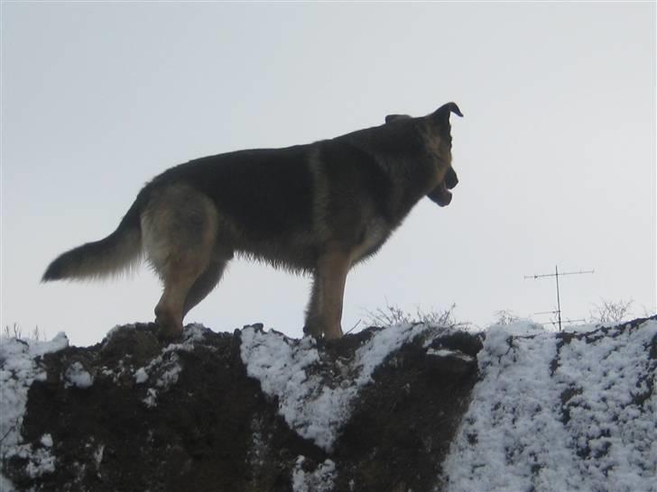 Schæferhund Charlie - jeg er kongen! billede 10