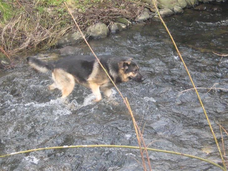 Schæferhund Charlie billede 11