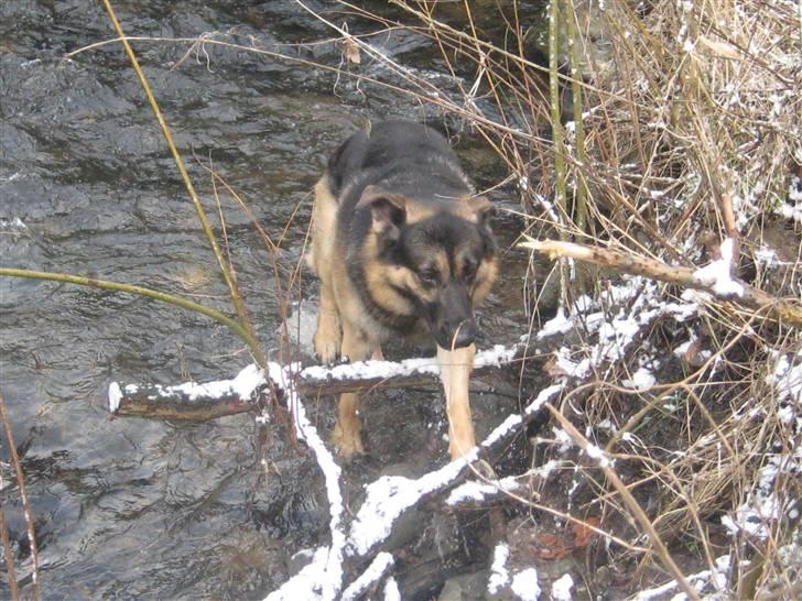 Schæferhund Charlie - nej det var altså lidt koldt! billede 12
