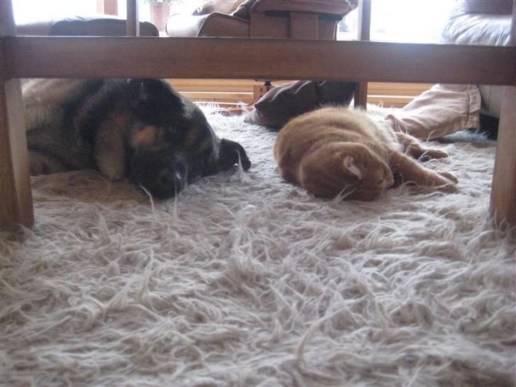 Schæferhund Charlie - to bedste venner, tror Charlie! billede 13