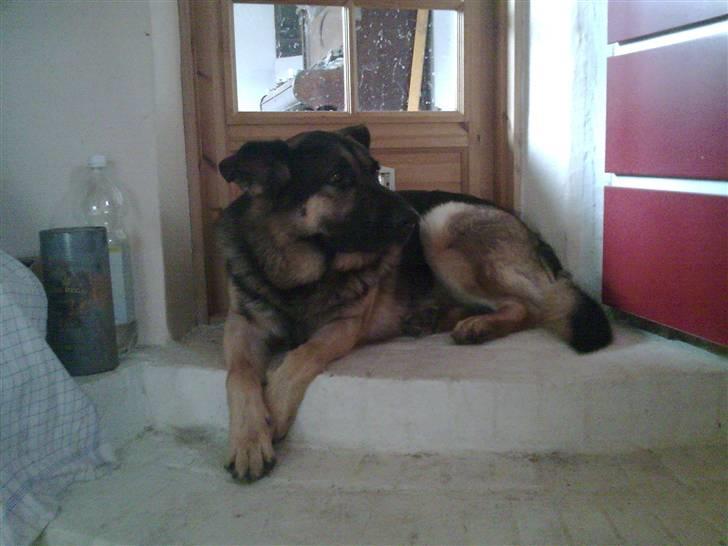 Schæferhund Charlie billede 14