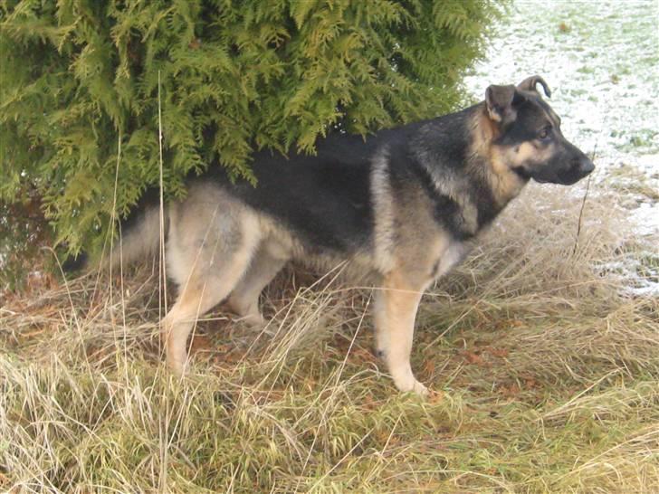 Schæferhund Charlie billede 15