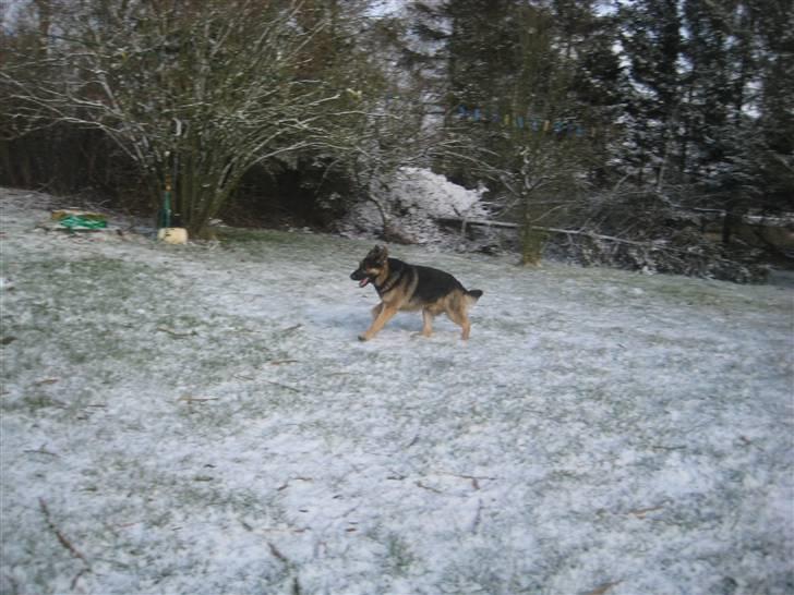 Schæferhund Charlie billede 16