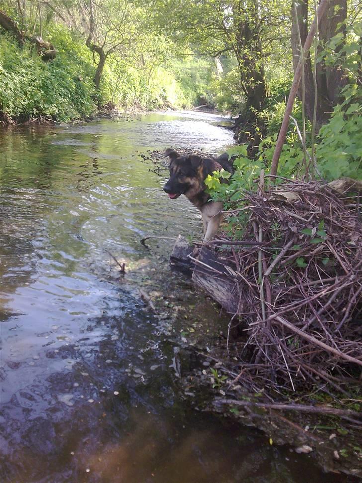 Schæferhund Charlie billede 17