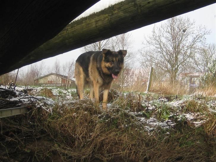 Schæferhund Charlie billede 19