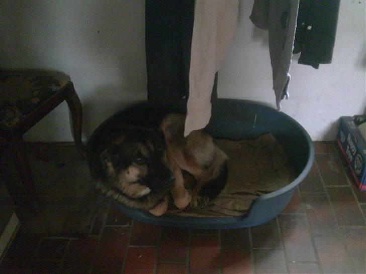 Schæferhund Charlie billede 20