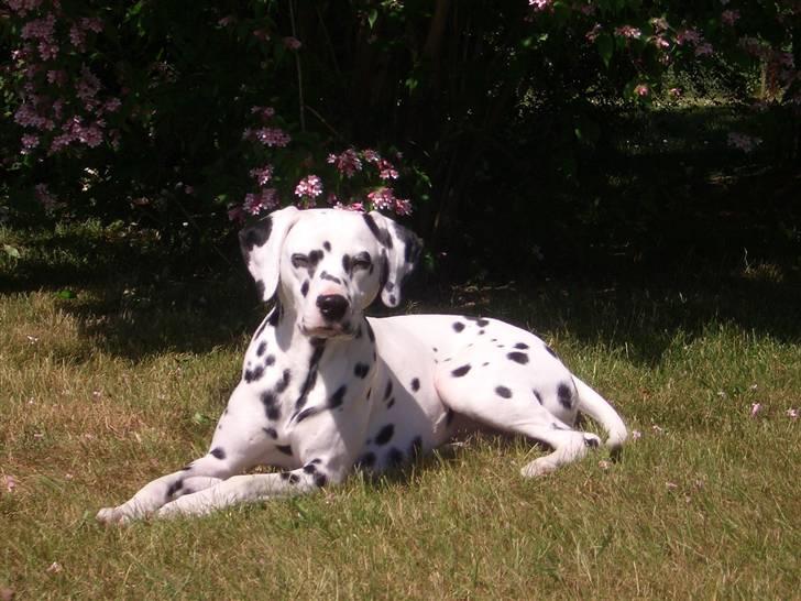 Dalmatiner Inky Gipsy Fay - Inky Gipsy Fay, sommer 2004 billede 1