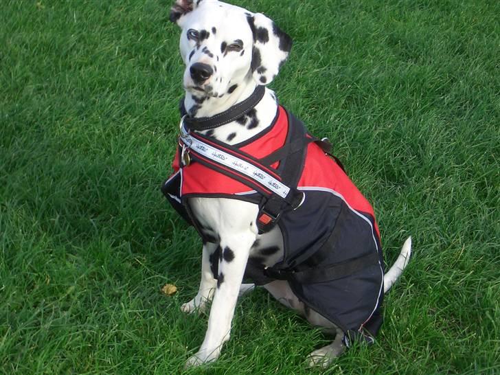 Dalmatiner Inky Gipsy Fay - Fay til agility efterår 07 billede 2