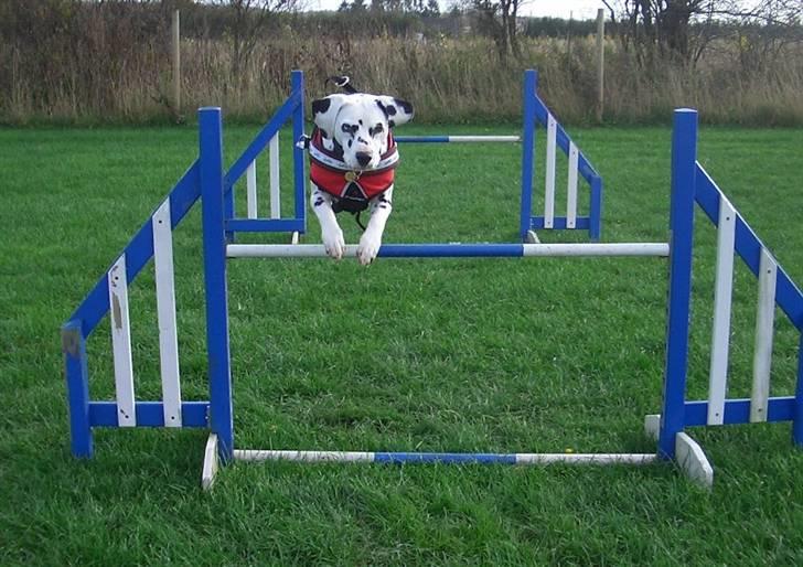 Dalmatiner Inky Gipsy Fay - Fay til agility efterår 07 billede 3