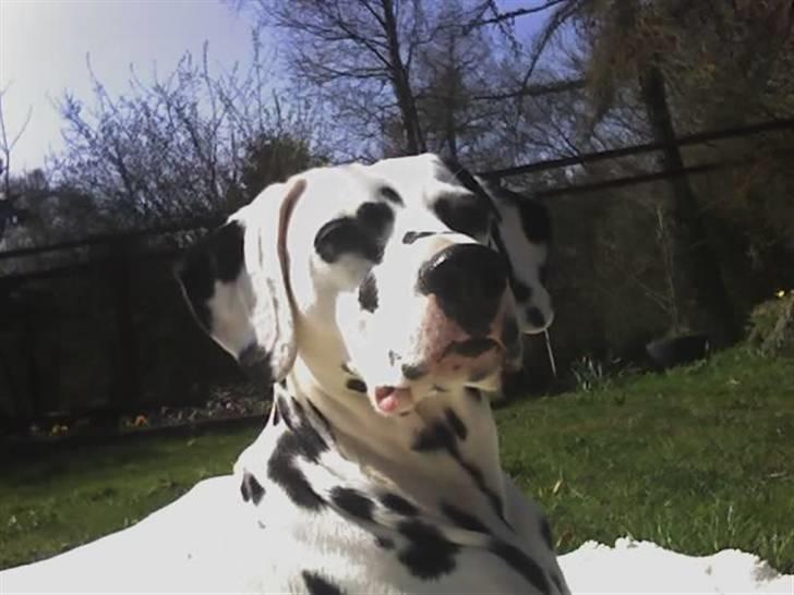 Dalmatiner Inky Gipsy Fay - Fay i haven sommer 04 billede 4