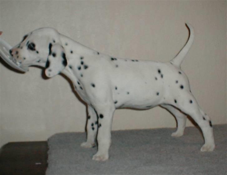 Dalmatiner Inky Gipsy Fay - Hvalpe-Fay billede 5