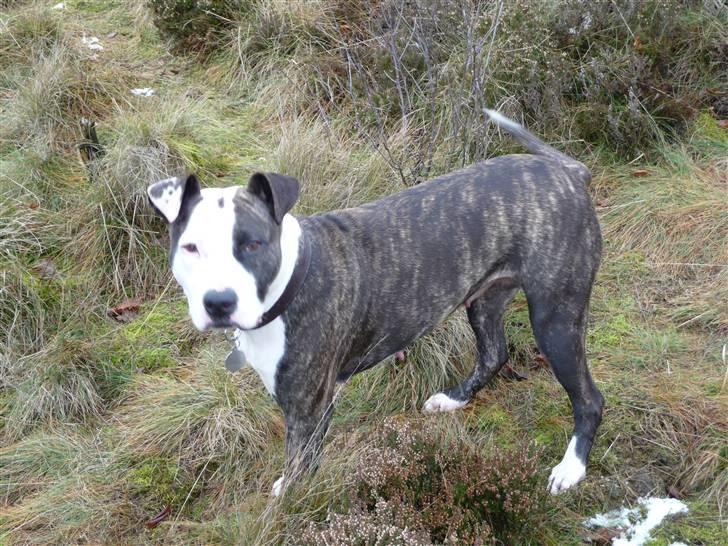 Amerikansk staffordshire terrier freja billede 13