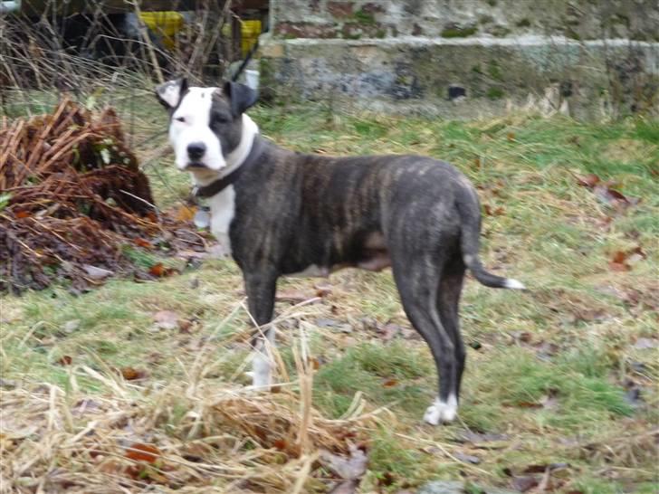 Amerikansk staffordshire terrier freja billede 14