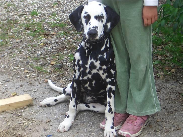 Dalmatiner Allivalit Carmen - Yndige Noa ;) billede 1