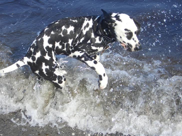 Dalmatiner Allivalit Carmen - Uha - et af Noas første møder med det store hav! billede 2