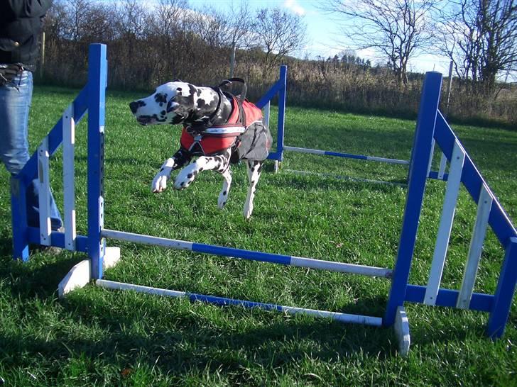 Dalmatiner Allivalit Carmen billede 3