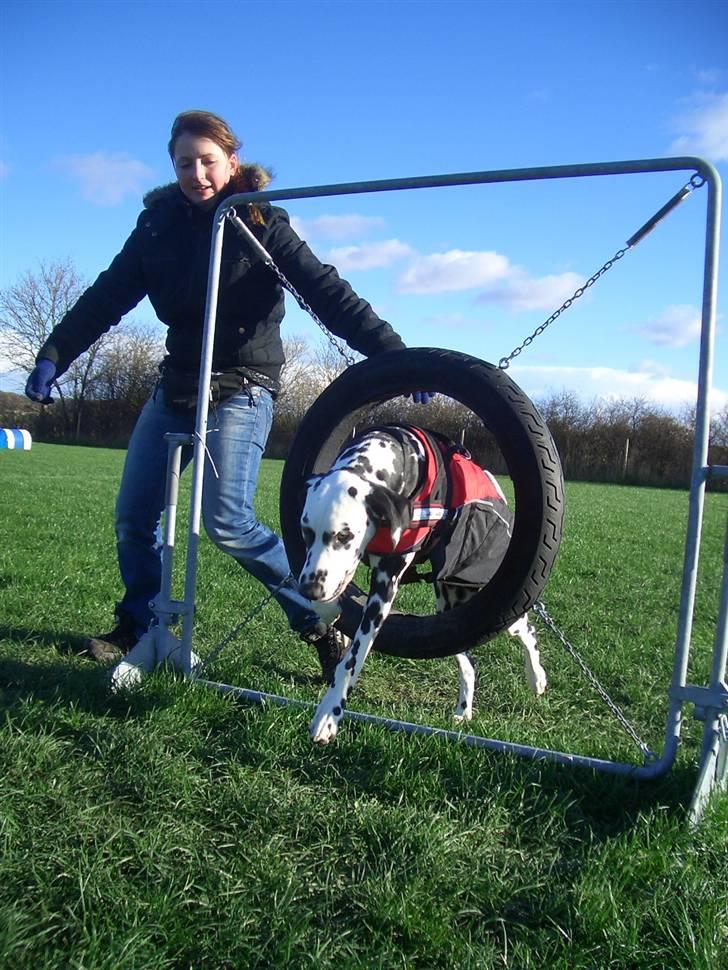 Dalmatiner Allivalit Carmen - Suuper dygtige Noa til agility  billede 4