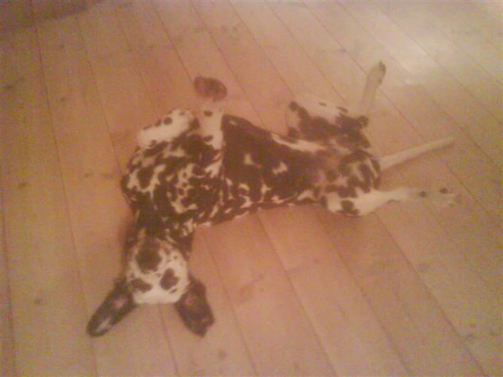 Dalmatiner Allivalit Carmen - Tja - hvad skal jeg sige? billede 5