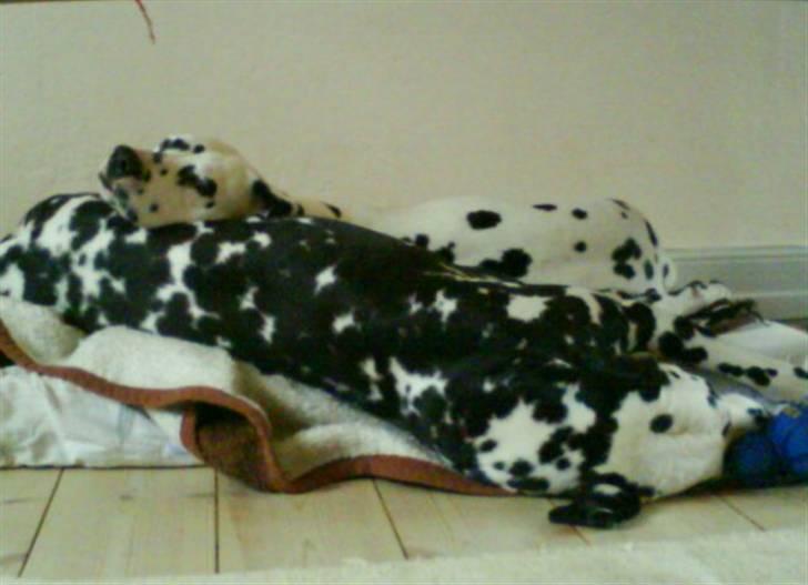 Dalmatiner Allivalit Carmen - Fælles slapper! hygge hygge! billede 6