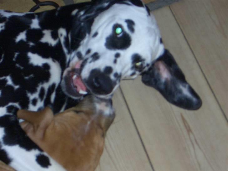 Dalmatiner Allivalit Carmen - Noa gnaver lidt i Fifis tud nytårs aften 2007/2008. billede 7