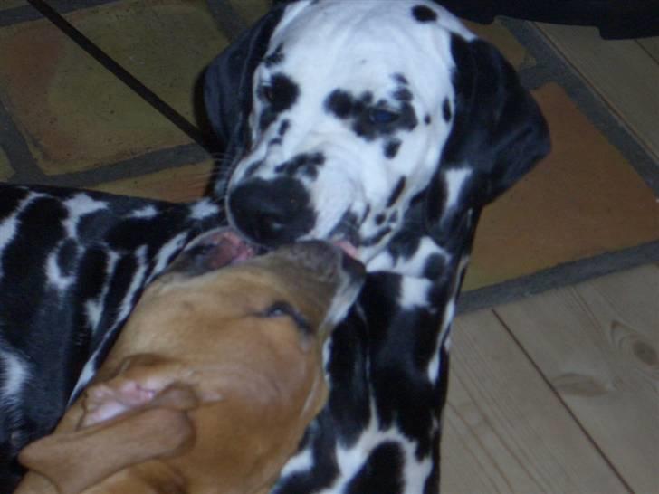 Dalmatiner Allivalit Carmen billede 8