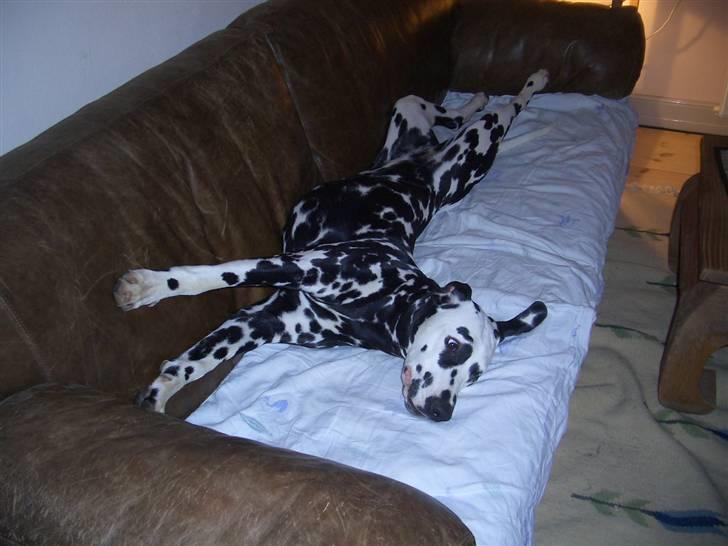 Dalmatiner Allivalit Carmen - Tager en velfortjent slapper i sofaen! billede 9
