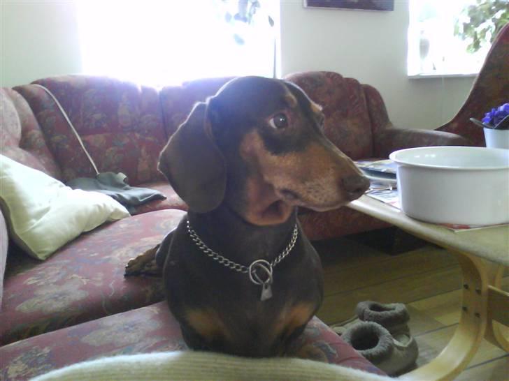 Gravhund Løvehjerte Peggy sue - peggy er sød billede 1