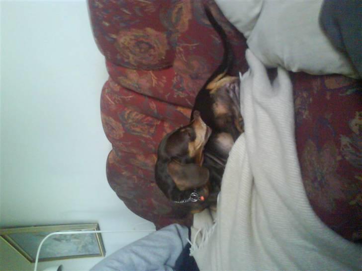 Gravhund Løvehjerte Peggy sue - det klør billede 2