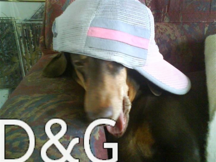 Gravhund Løvehjerte Peggy sue - D&G Peggy .Gas  billede 3